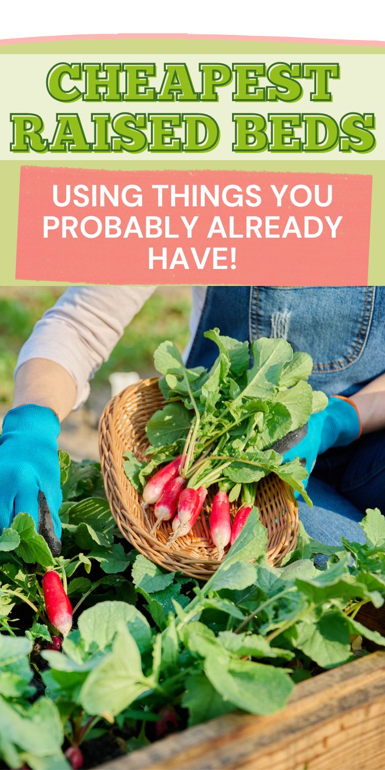woman tending to vegetables in a raised bed - text overlay reads "cheapest raised beds - using things you probably already have!"