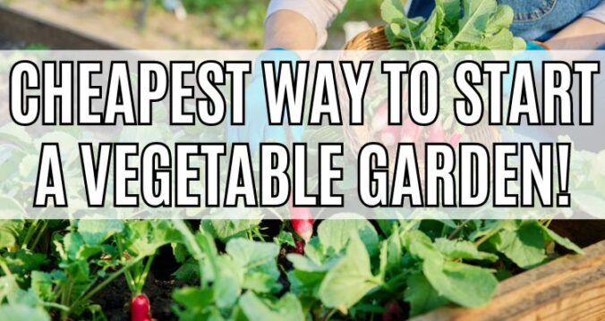woman tending to vegetables in a raised bed - text overlay reads "cheapest way to start a vegetable garden!"